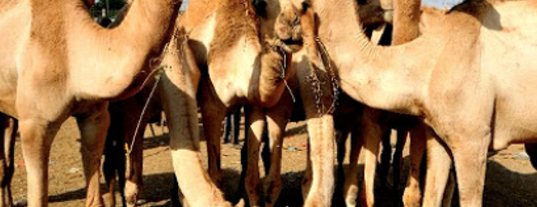 The Importance of Camels