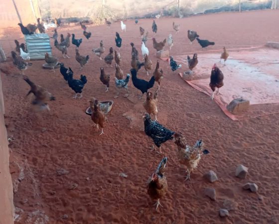 Chicken Farming in Har Har